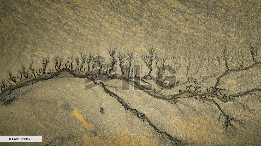 Tidal Tree Landscape