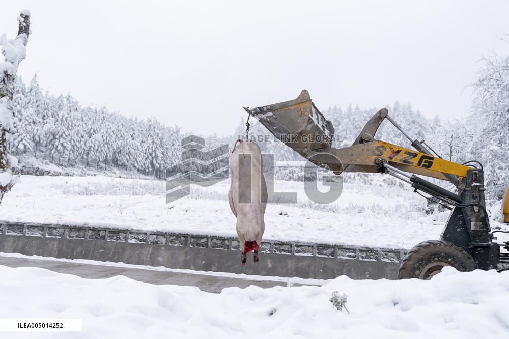 Pig For The New Year