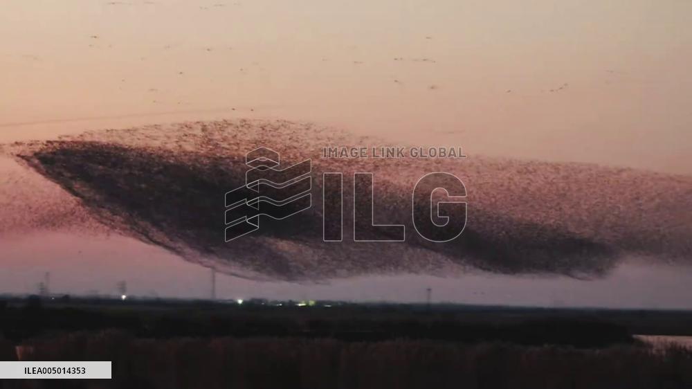 China: Massive Flock of Birds Forms Stunning “Bird Wave” at Dusk