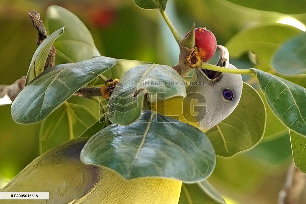 Yellow-footed Green Pigeon - India
