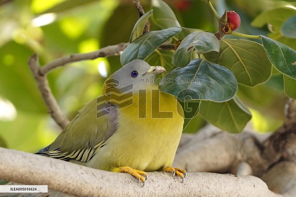 Yellow-footed Green Pigeon - India