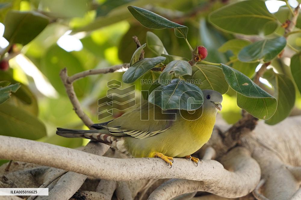 Yellow-footed Green Pigeon - India