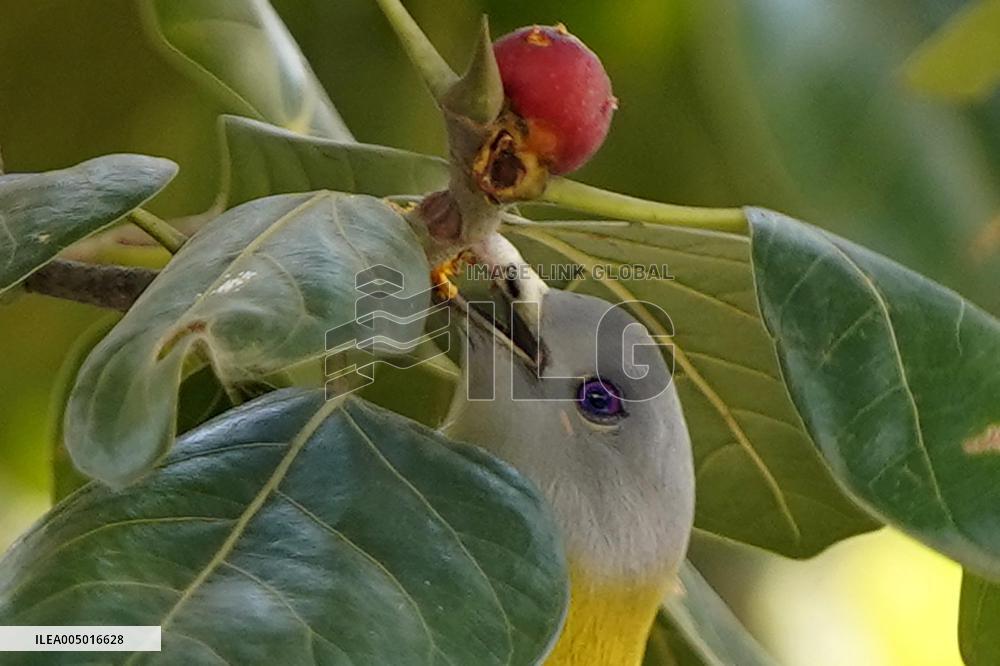 Yellow-footed Green Pigeon - India