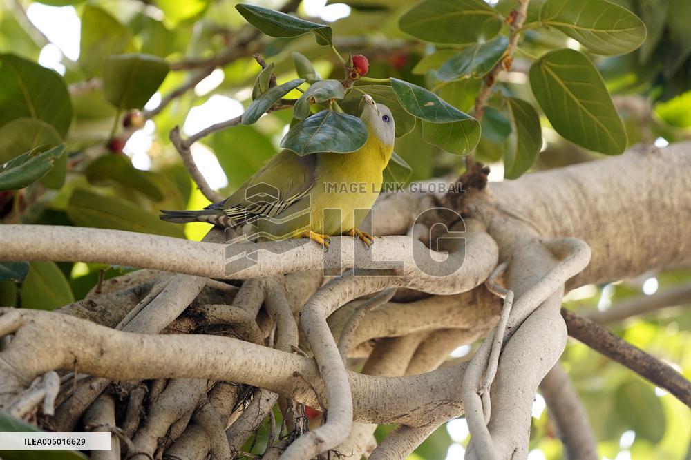 Yellow-footed Green Pigeon - India