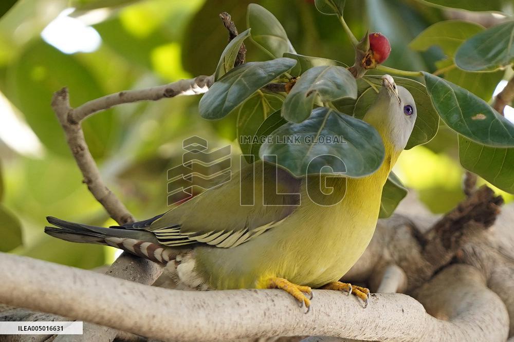 Yellow-footed Green Pigeon - India