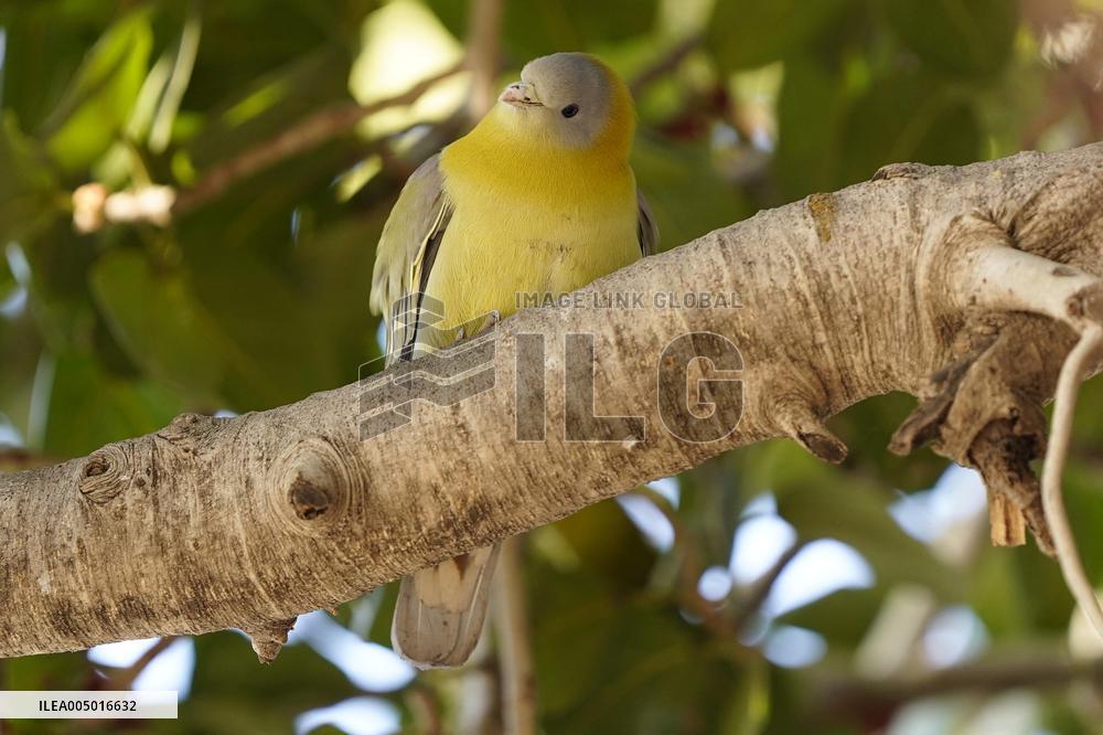 Yellow-footed Green Pigeon - India