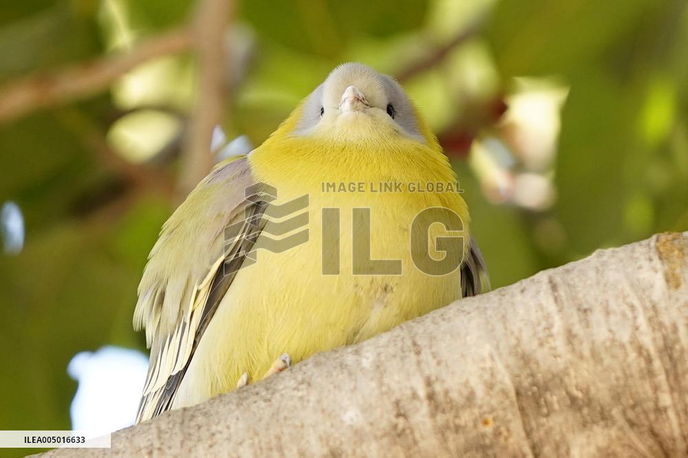 Yellow-footed Green Pigeon - India