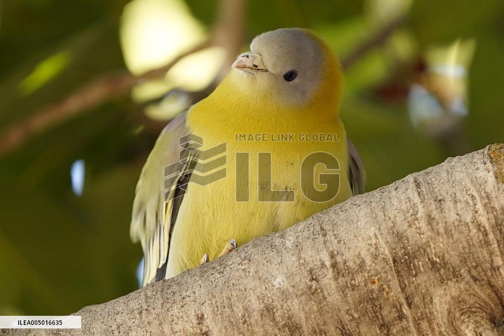 Yellow-footed Green Pigeon - India