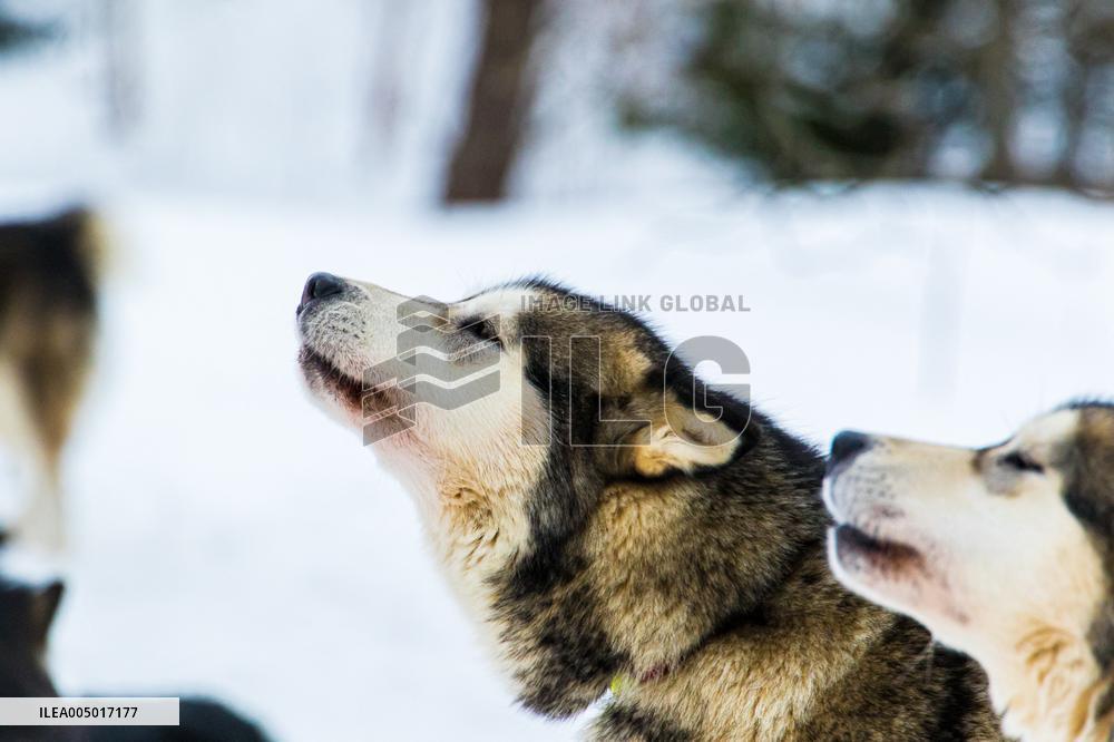 Illustration - Sled Dogs
