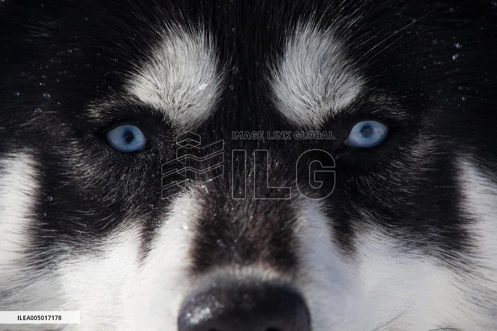 Illustration - Sled Dogs