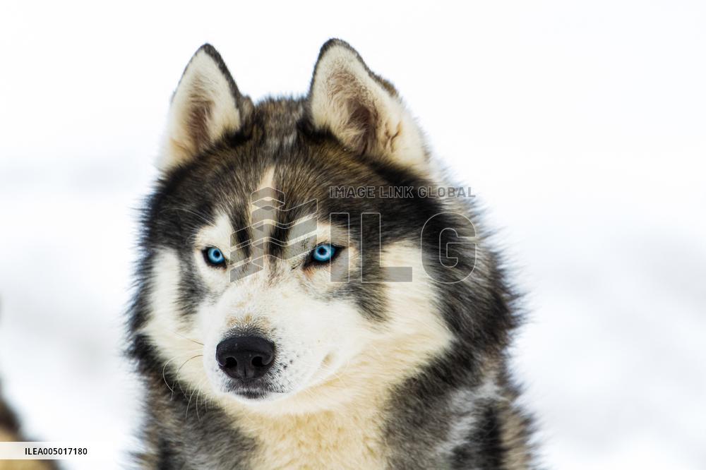 Illustration - Sled Dogs