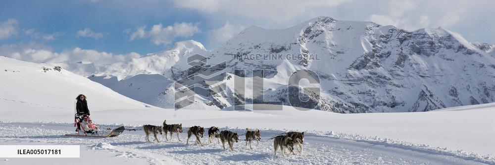 Illustration - Sled Dogs