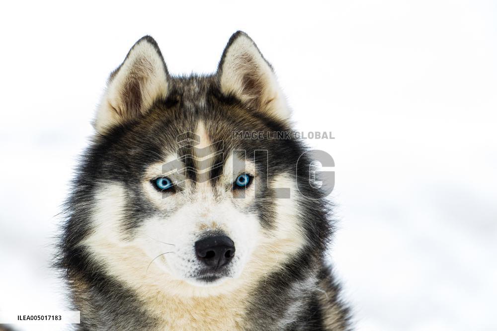 Illustration - Sled Dogs