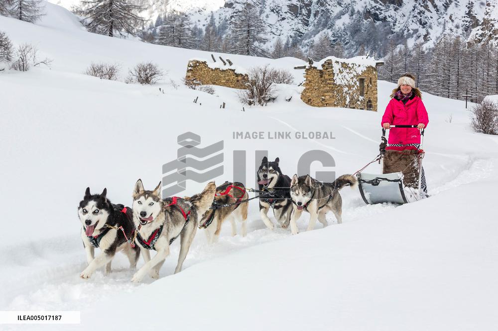 Illustration - Sled Dogs