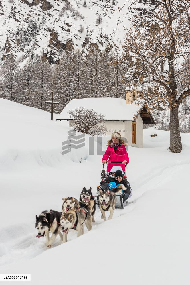 Illustration - Sled Dogs