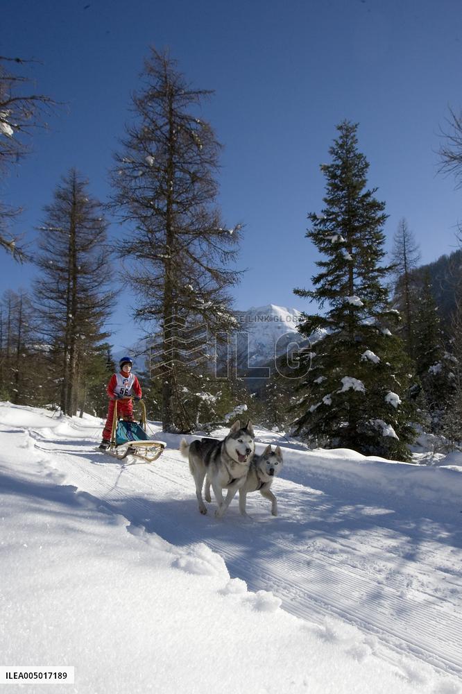 Illustration - Sled Dogs