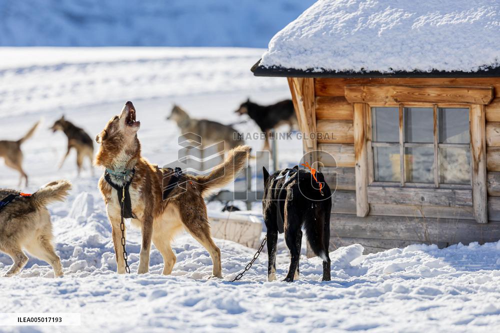 Illustration - Sled Dogs
