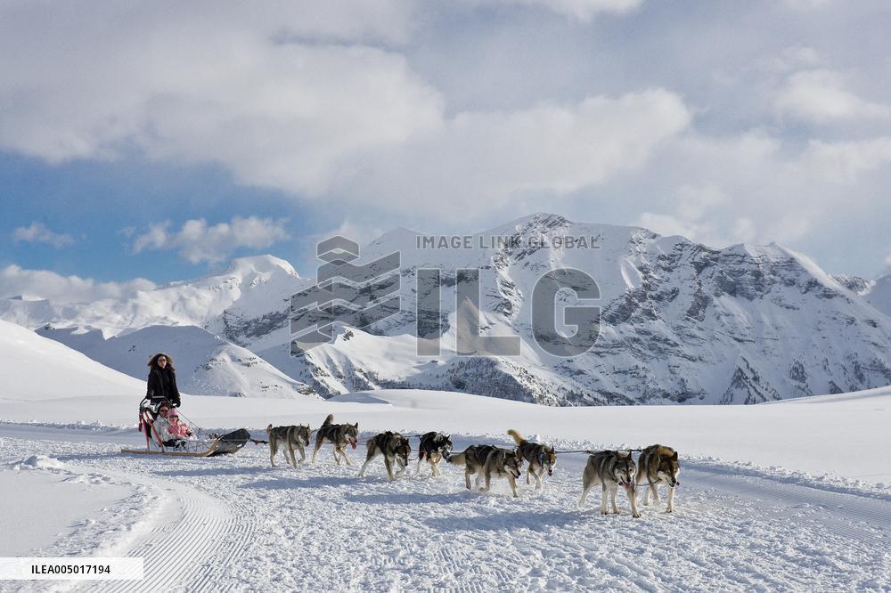 Illustration - Sled Dogs