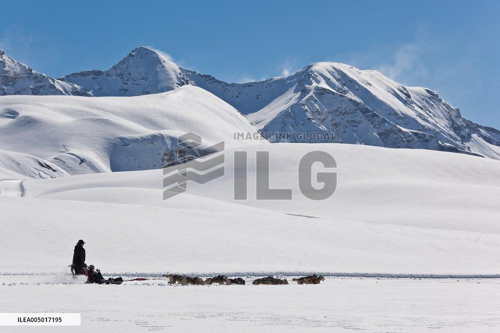 Illustration - Sled Dogs