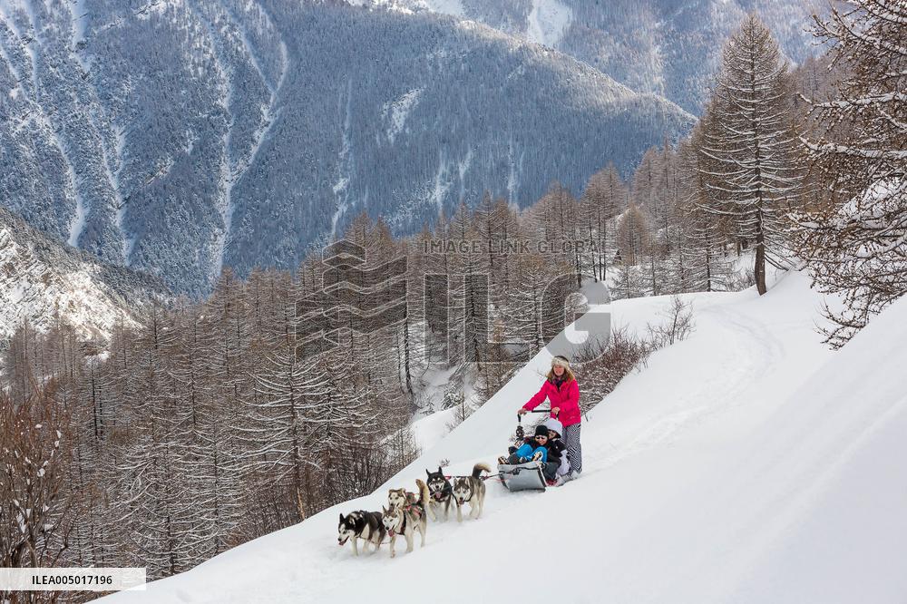 Illustration - Sled Dogs