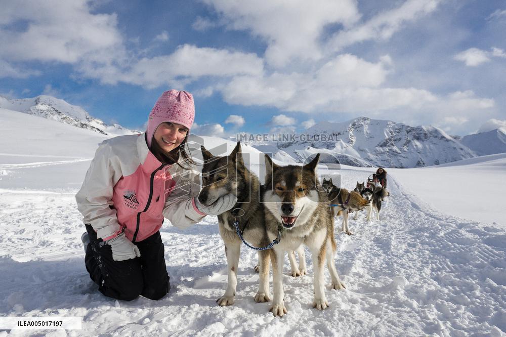 Illustration - Sled Dogs