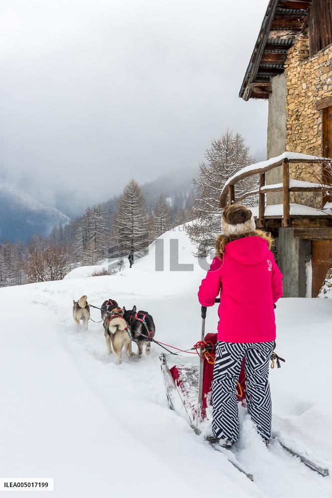 Illustration - Sled Dogs