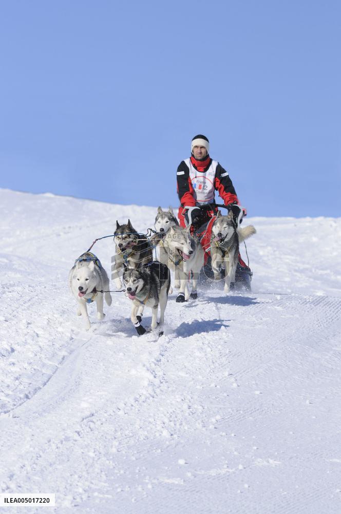 Illustration - Sled Dogs