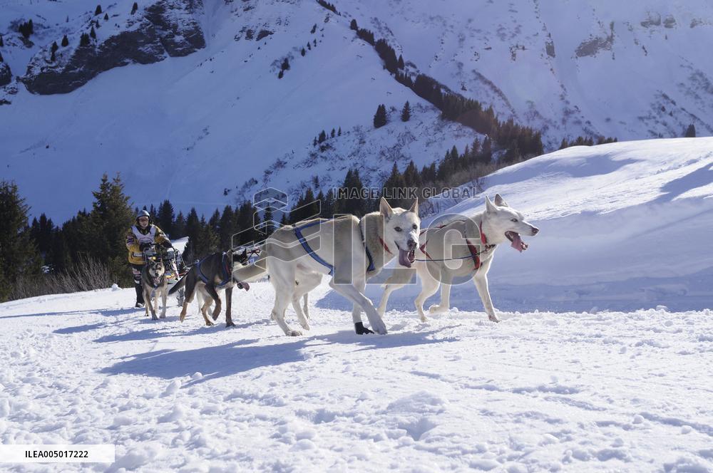 Illustration - Sled Dogs