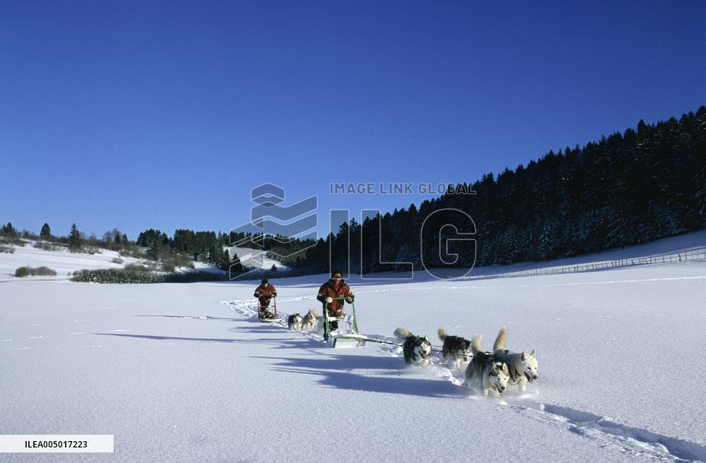 Illustration - Sled Dogs