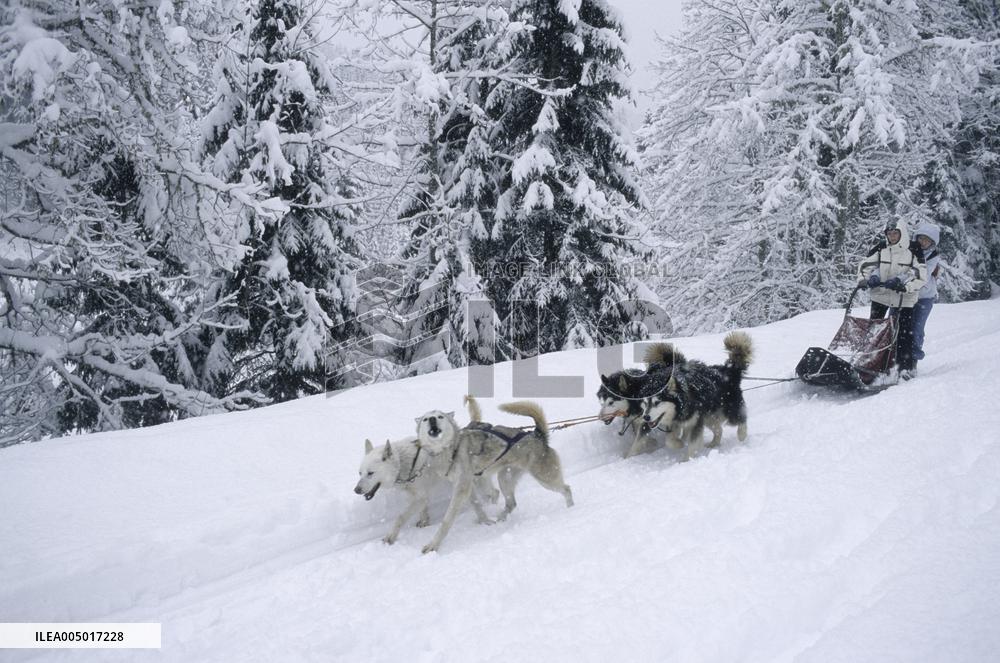 Illustration - Sled Dogs