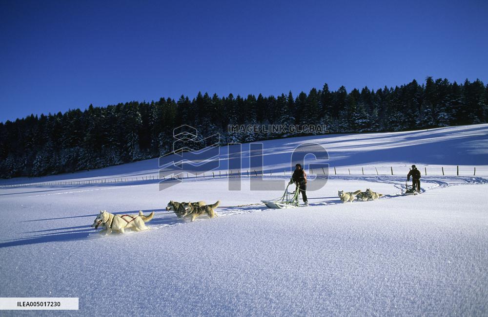 Illustration - Sled Dogs