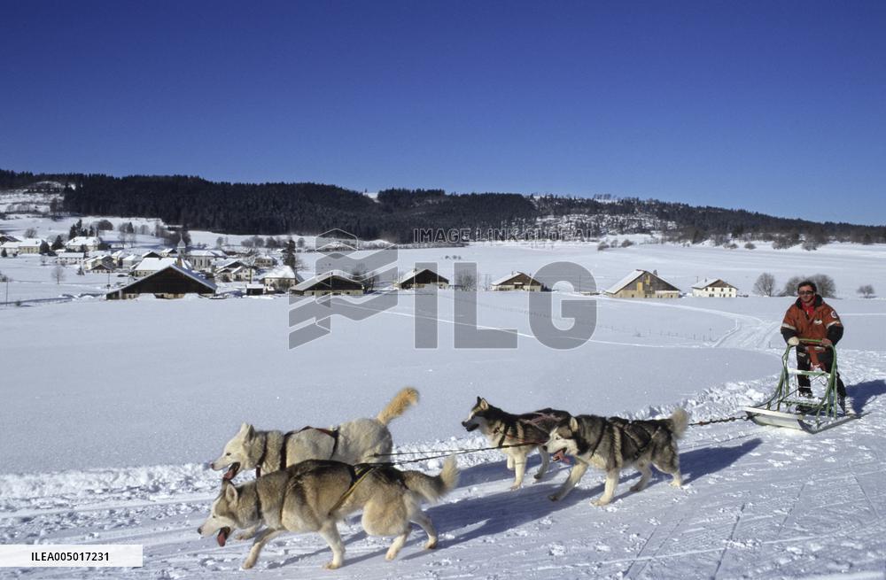 Illustration - Sled Dogs