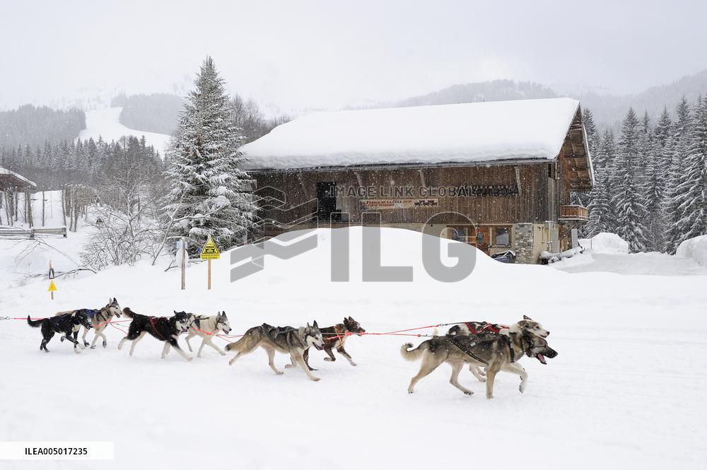 Illustration - Sled Dogs