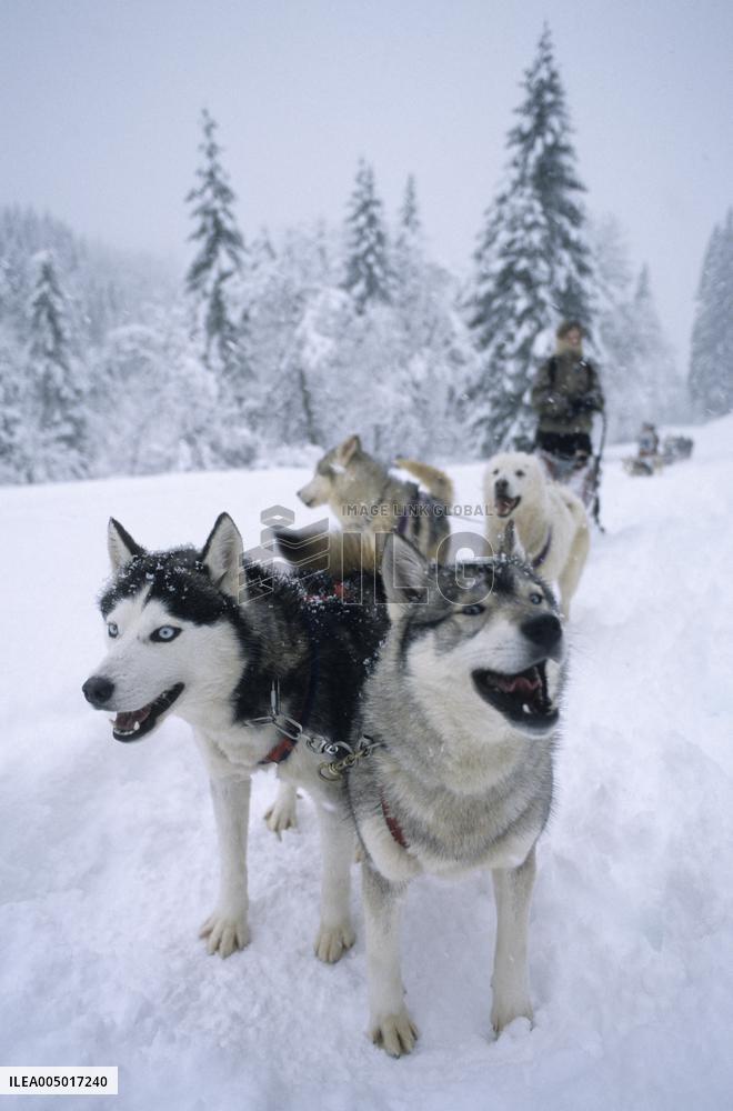 Illustration - Sled Dogs