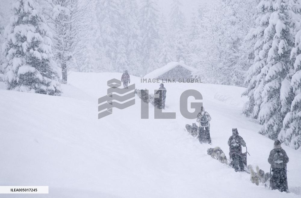 Illustration - Sled Dogs