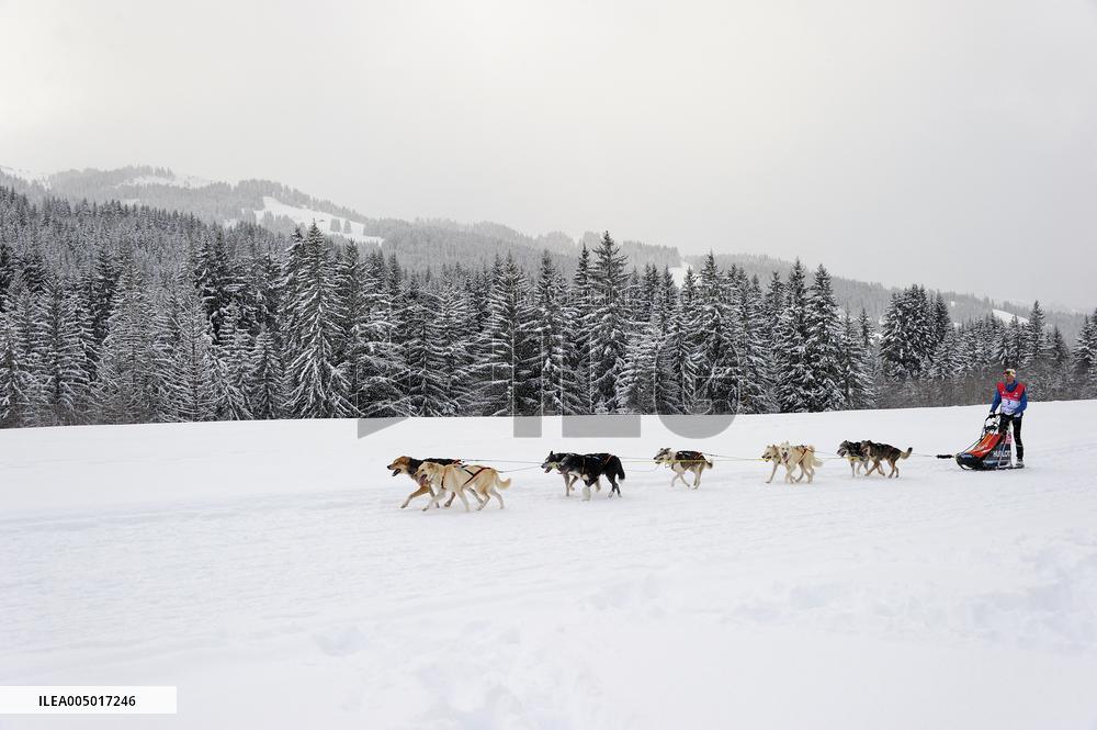 Illustration - Sled Dogs