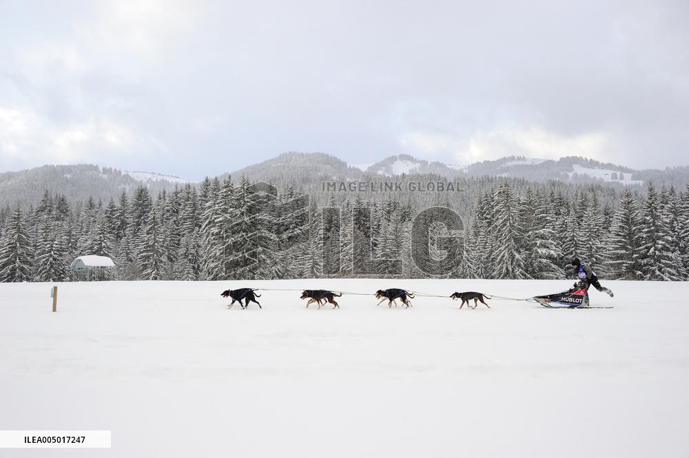 Illustration - Sled Dogs