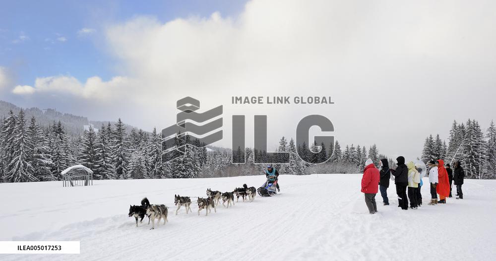 Illustration - Sled Dogs