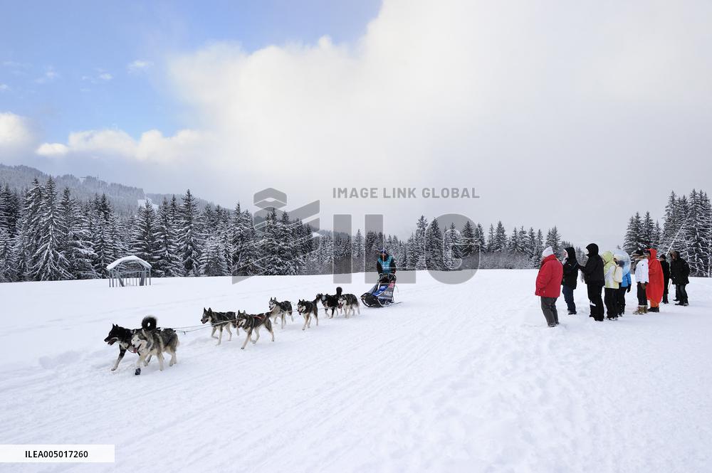 Illustration - Sled Dogs