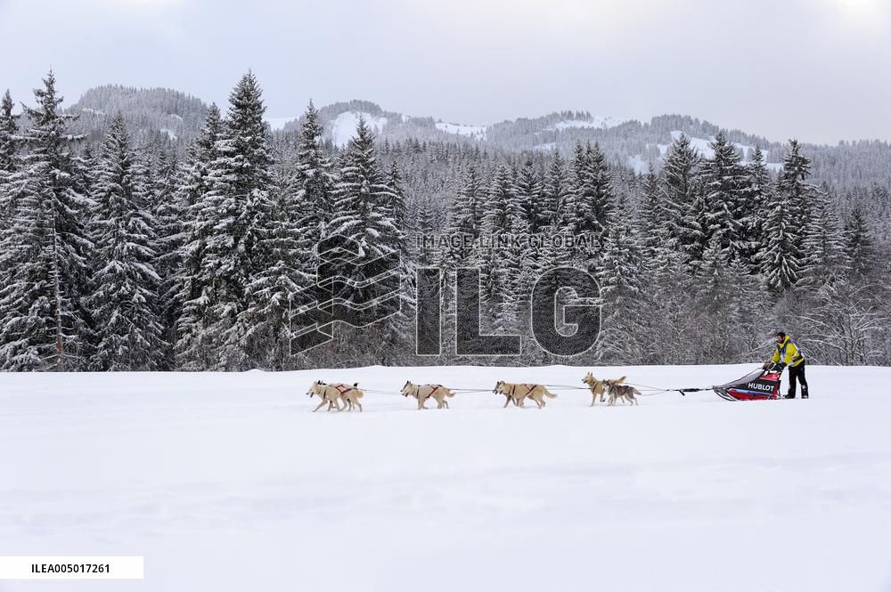 Illustration - Sled Dogs