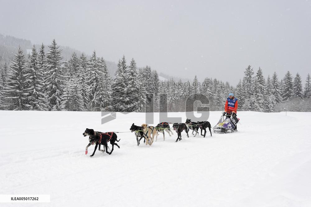 Illustration - Sled Dogs