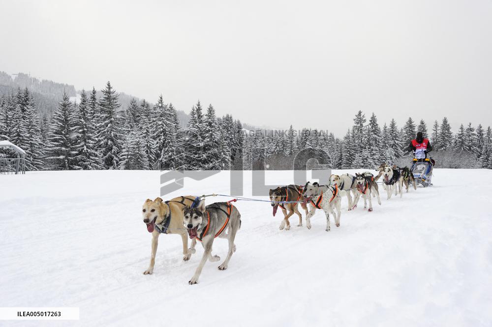 Illustration - Sled Dogs