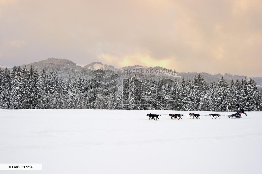 Illustration - Sled Dogs