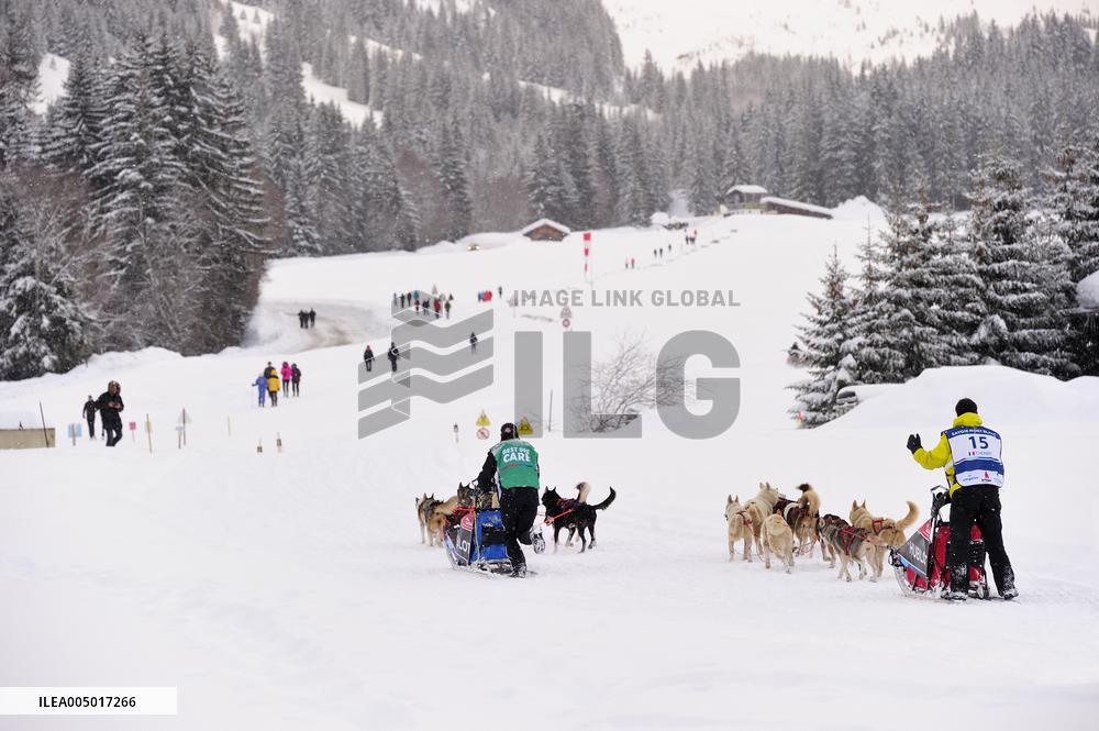 Illustration - Sled Dogs