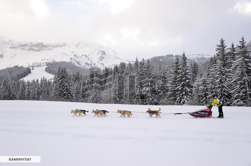 Illustration - Sled Dogs