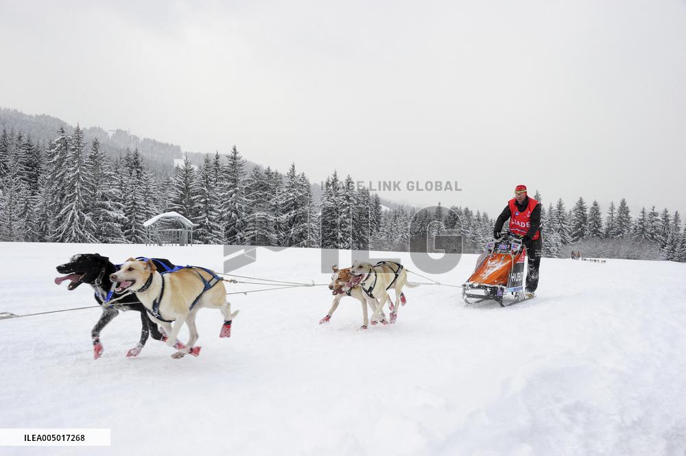 Illustration - Sled Dogs