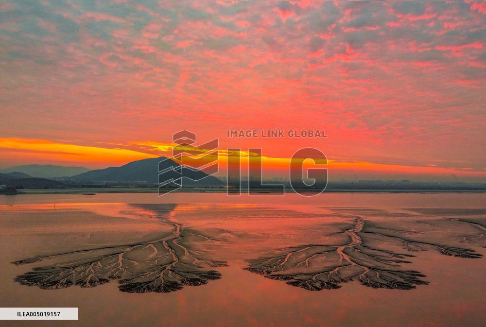 Tidal Tree Landscape