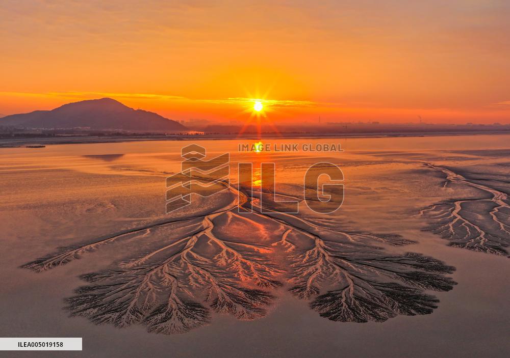Tidal Tree Landscape