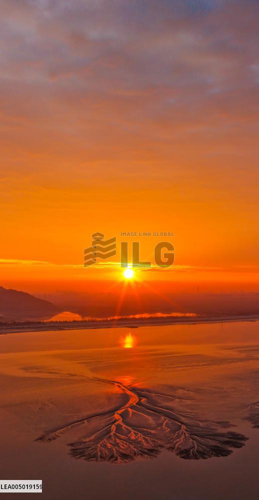 Tidal Tree Landscape