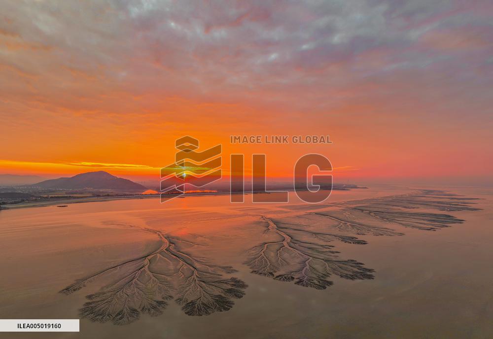 Tidal Tree Landscape